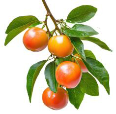 hahabet|哈哈体育星辰大海官方网站-梦想从这里