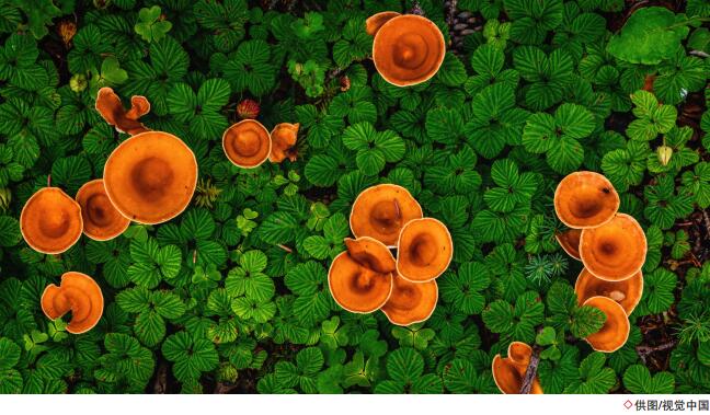 hahabet|哈哈体育星辰大海官方网站-梦想从这里